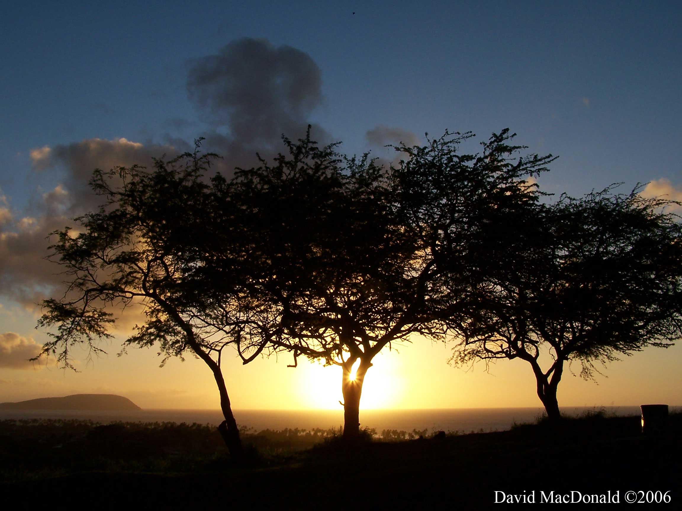 Sunrise, Diamond Head Lookout, Hawaii trees